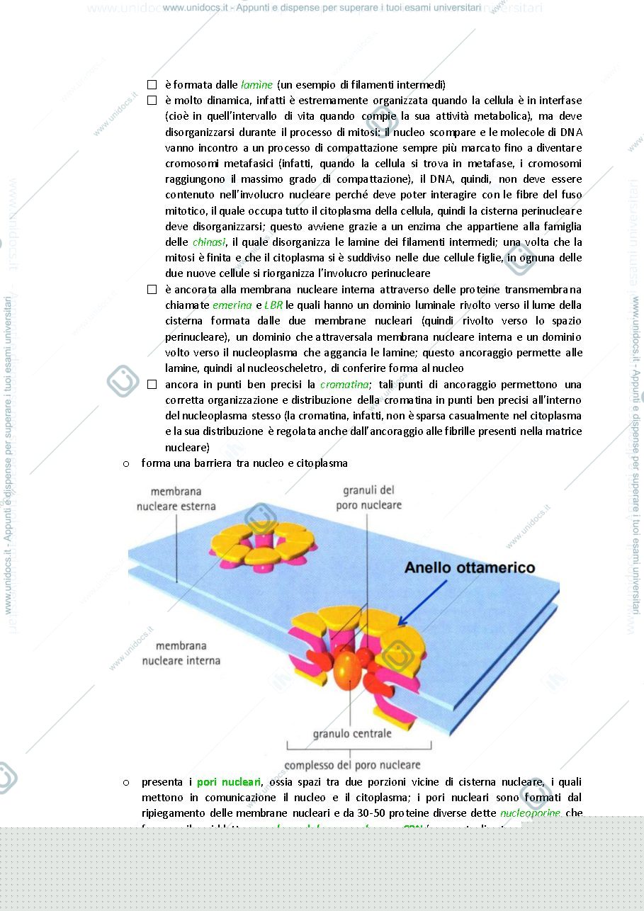 Anteprima pagina 3 — nucleo