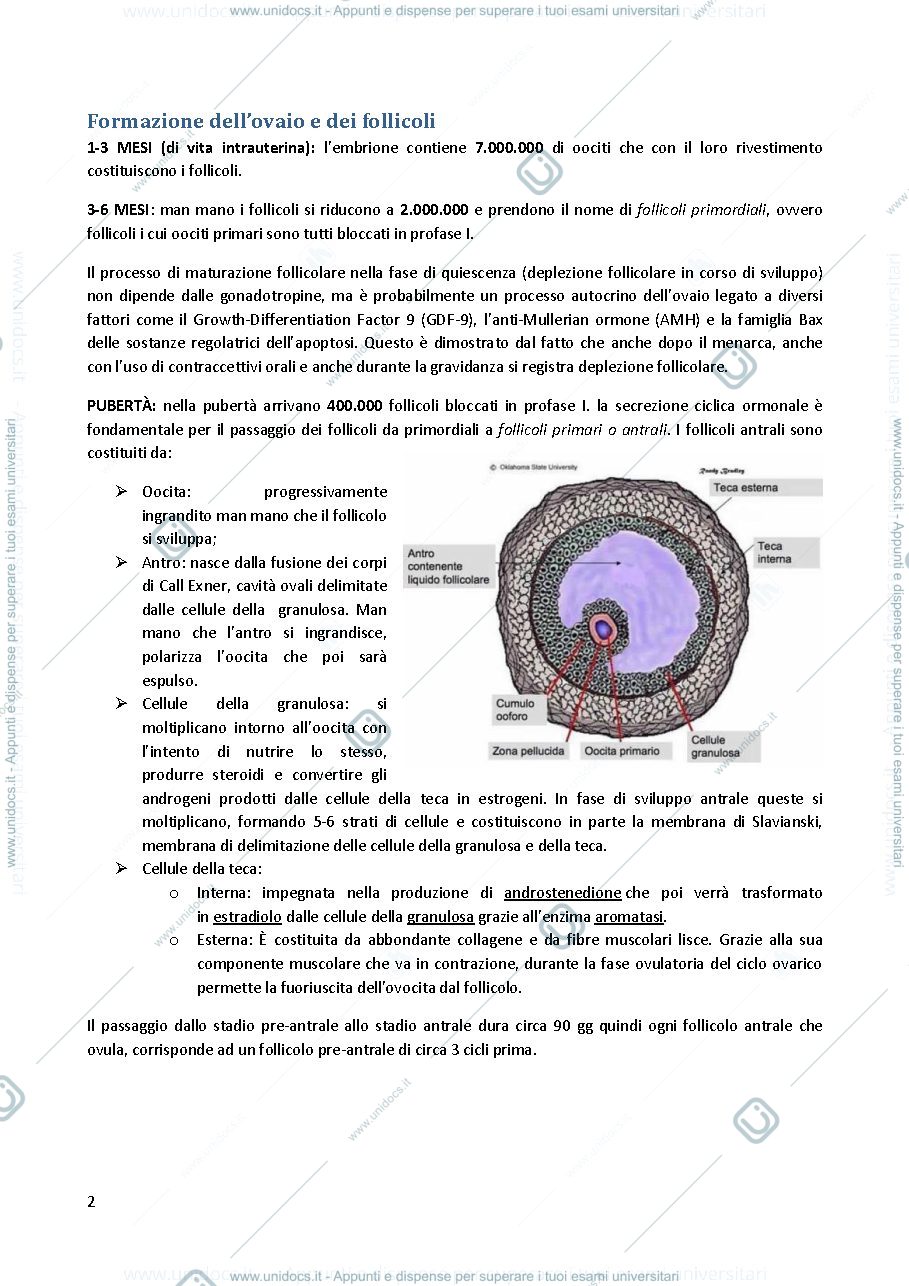 Anteprima pagina 2 — Ginecologia