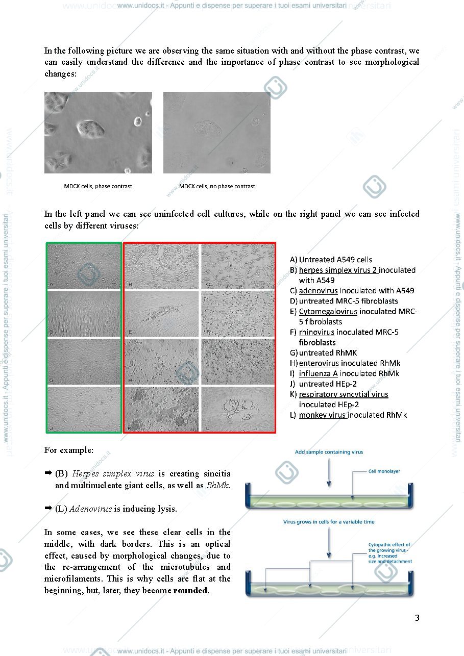 Anteprima pagina 3 — Lezione 5 - clinical virology and antiviral resistance