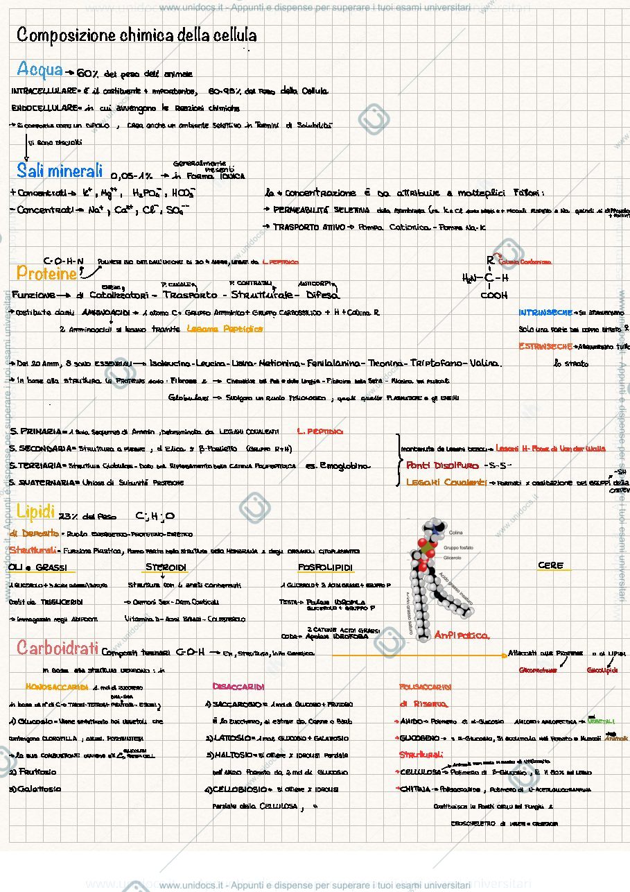 Anteprima pagina 2 — citologia