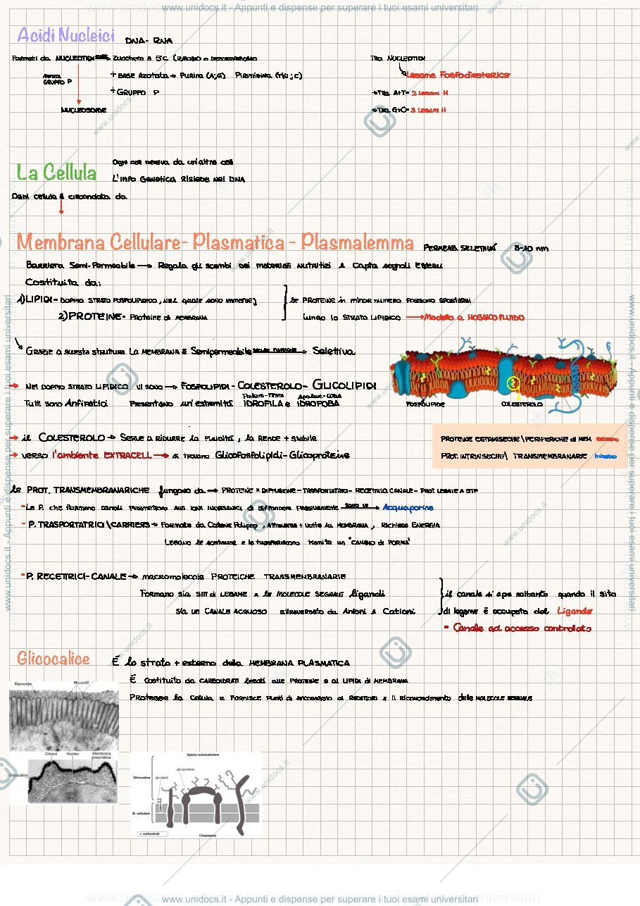 Anteprima pagina 3 — citologia