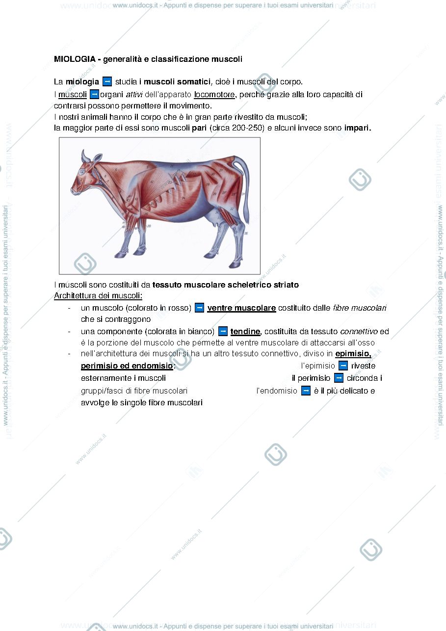 Anteprima pagina 1 — Anatomia