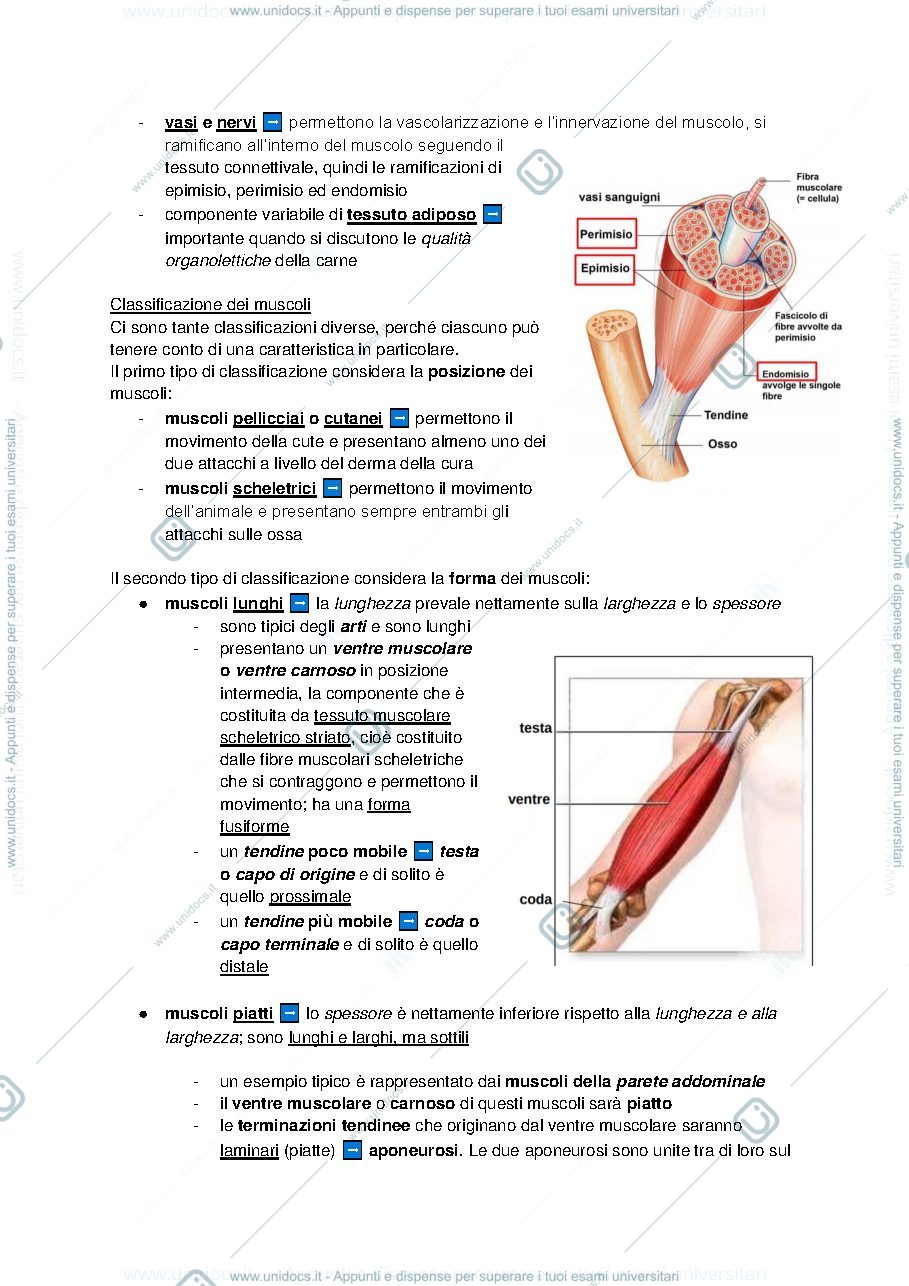 Anteprima pagina 2 — Anatomia