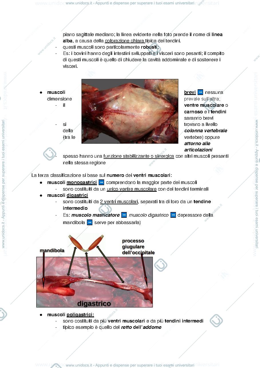 Anteprima pagina 3 — Anatomia
