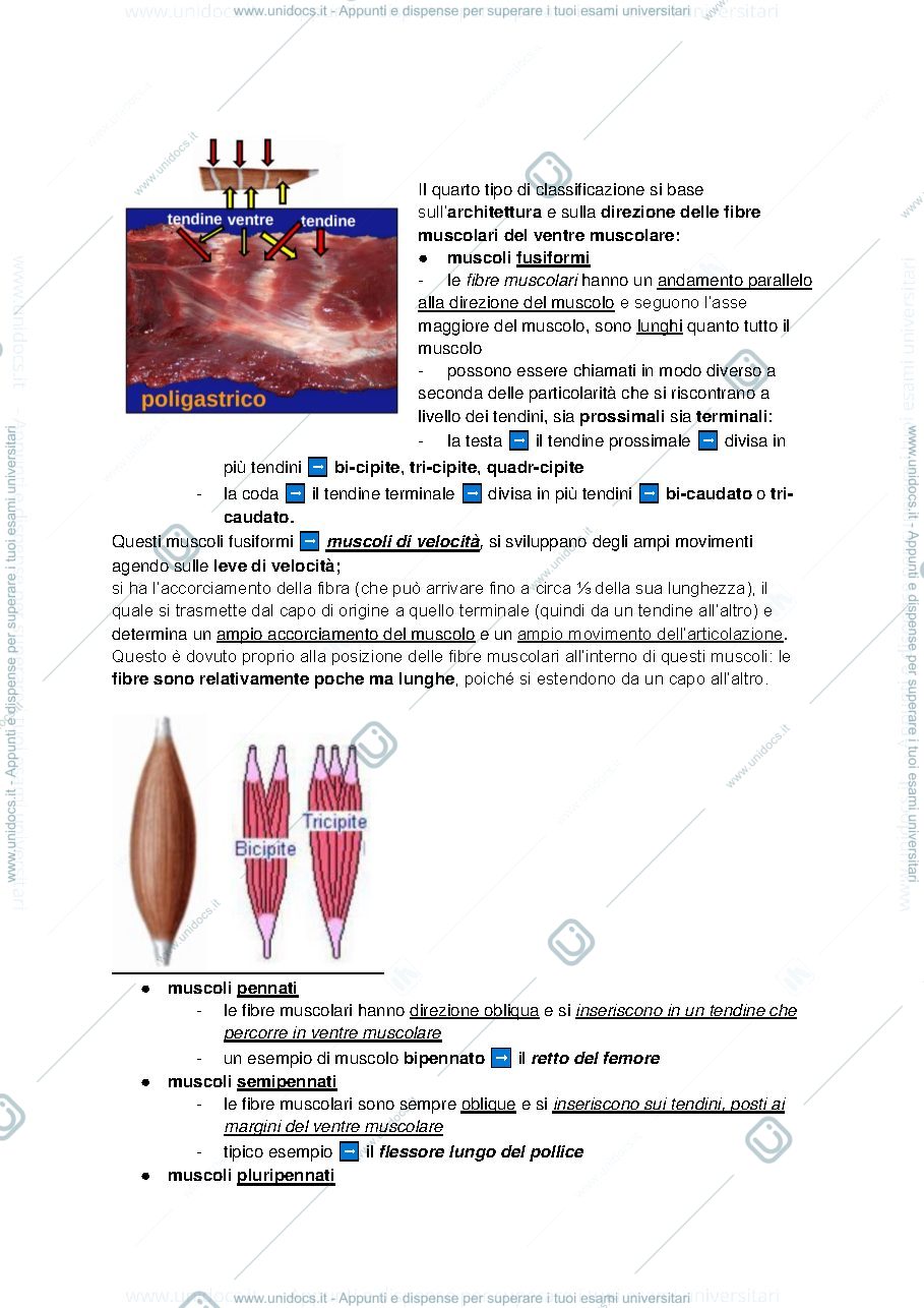 Anteprima pagina 4 — Anatomia
