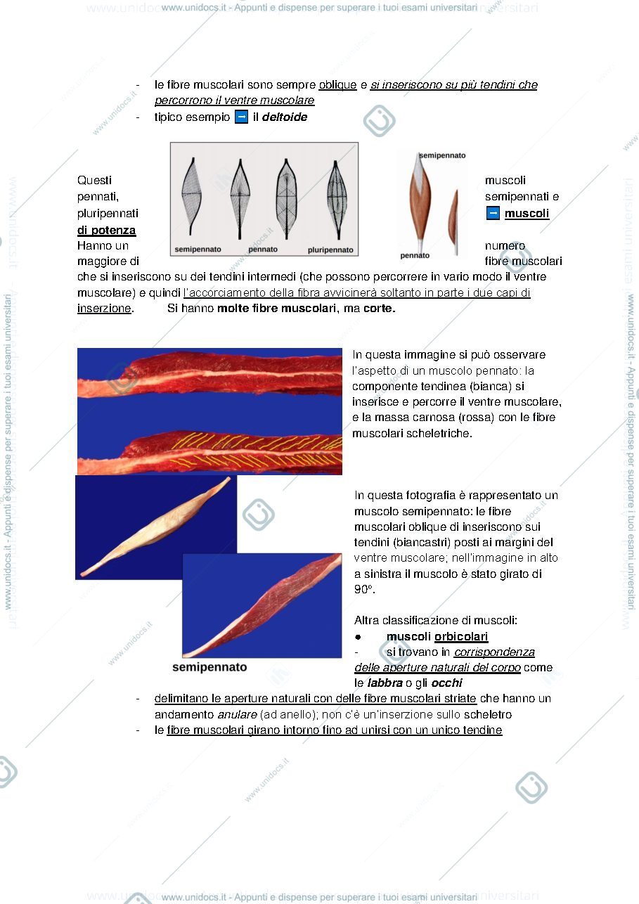 Anteprima pagina 5 — Anatomia