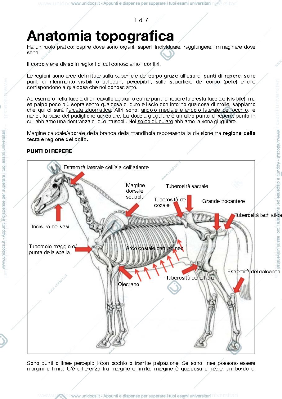 Anteprima pagina 1 — Anatomia topografica