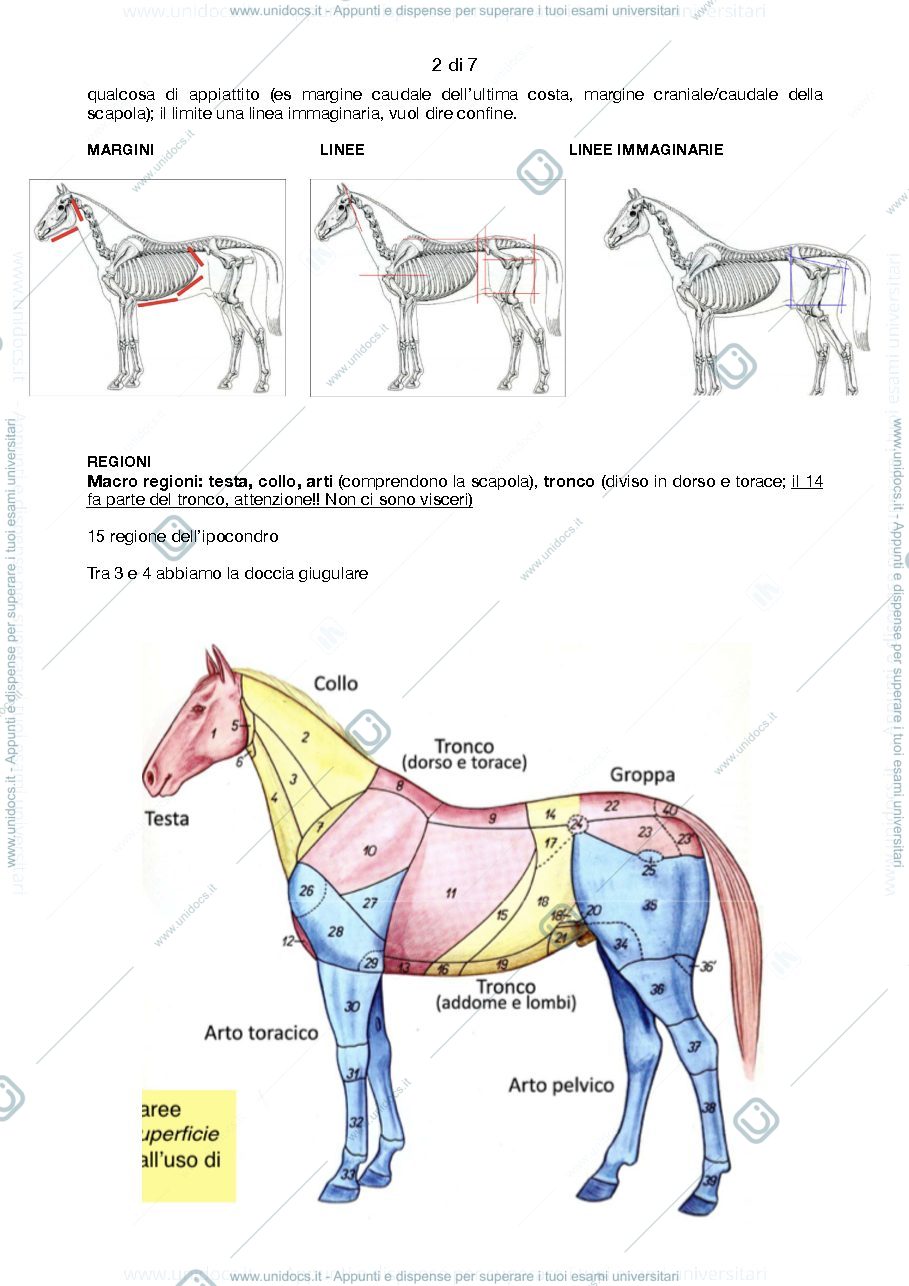 Anteprima pagina 2 — Anatomia topografica
