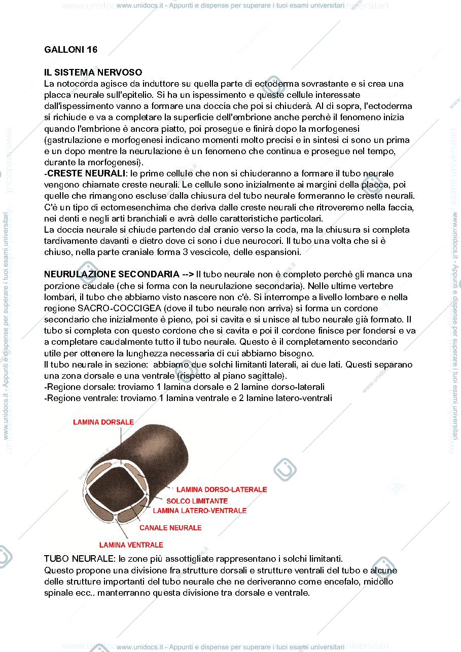 Anteprima pagina 1 — Sviluppo del Sistema Nervoso