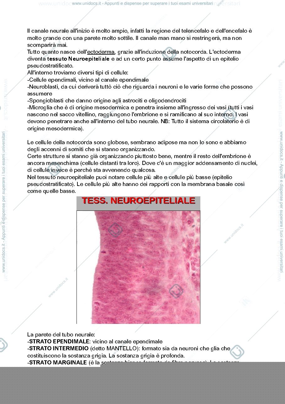 Anteprima pagina 2 — Sviluppo del Sistema Nervoso
