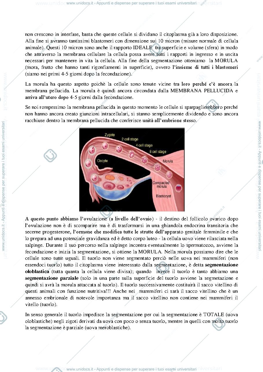 Anteprima pagina 2 — Prime Fasi Sviluppo Embrione