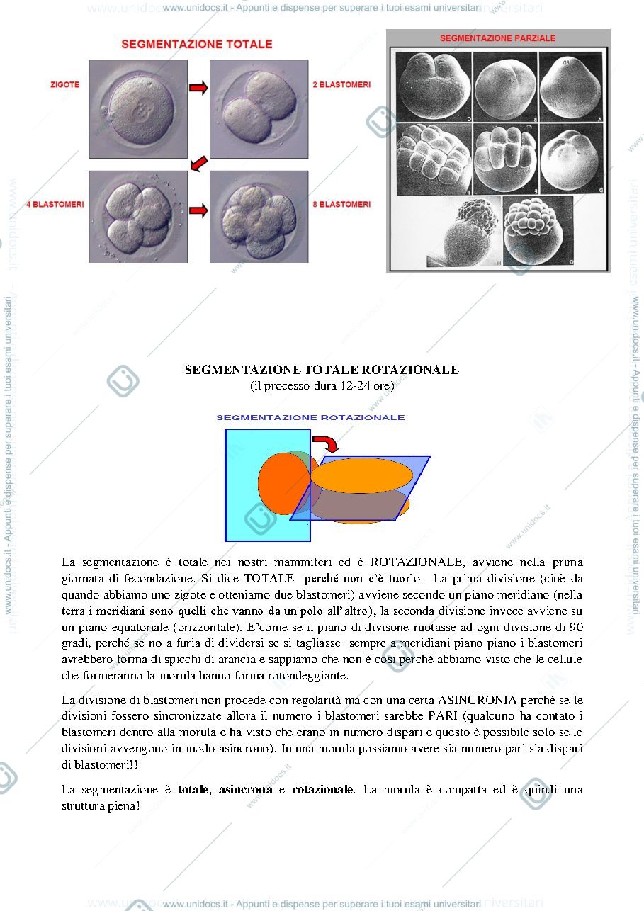 Anteprima pagina 3 — Prime Fasi Sviluppo Embrione