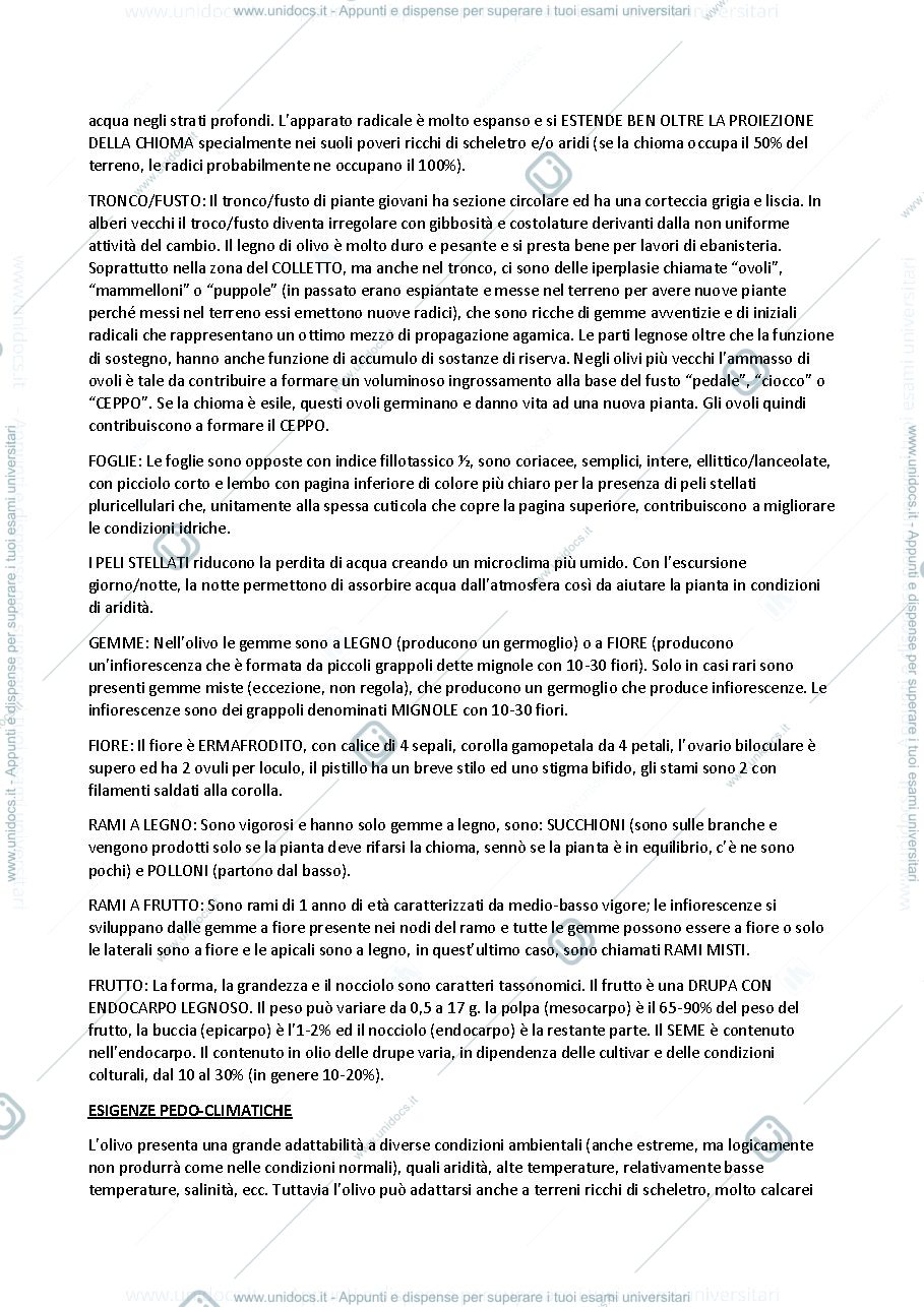 Anteprima pagina 3 — olivo