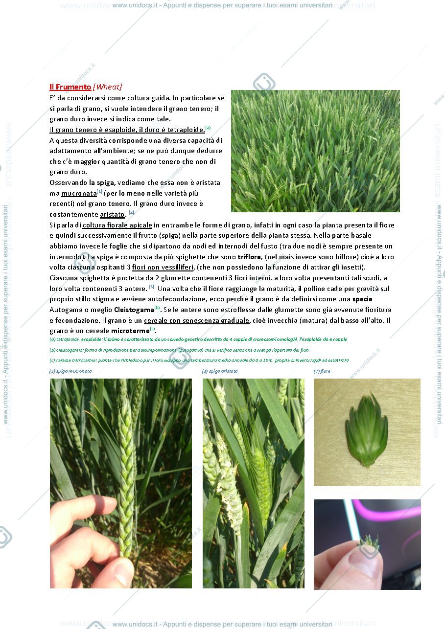 Anteprima pagina 5 — Corso di Colture Erbacee completo