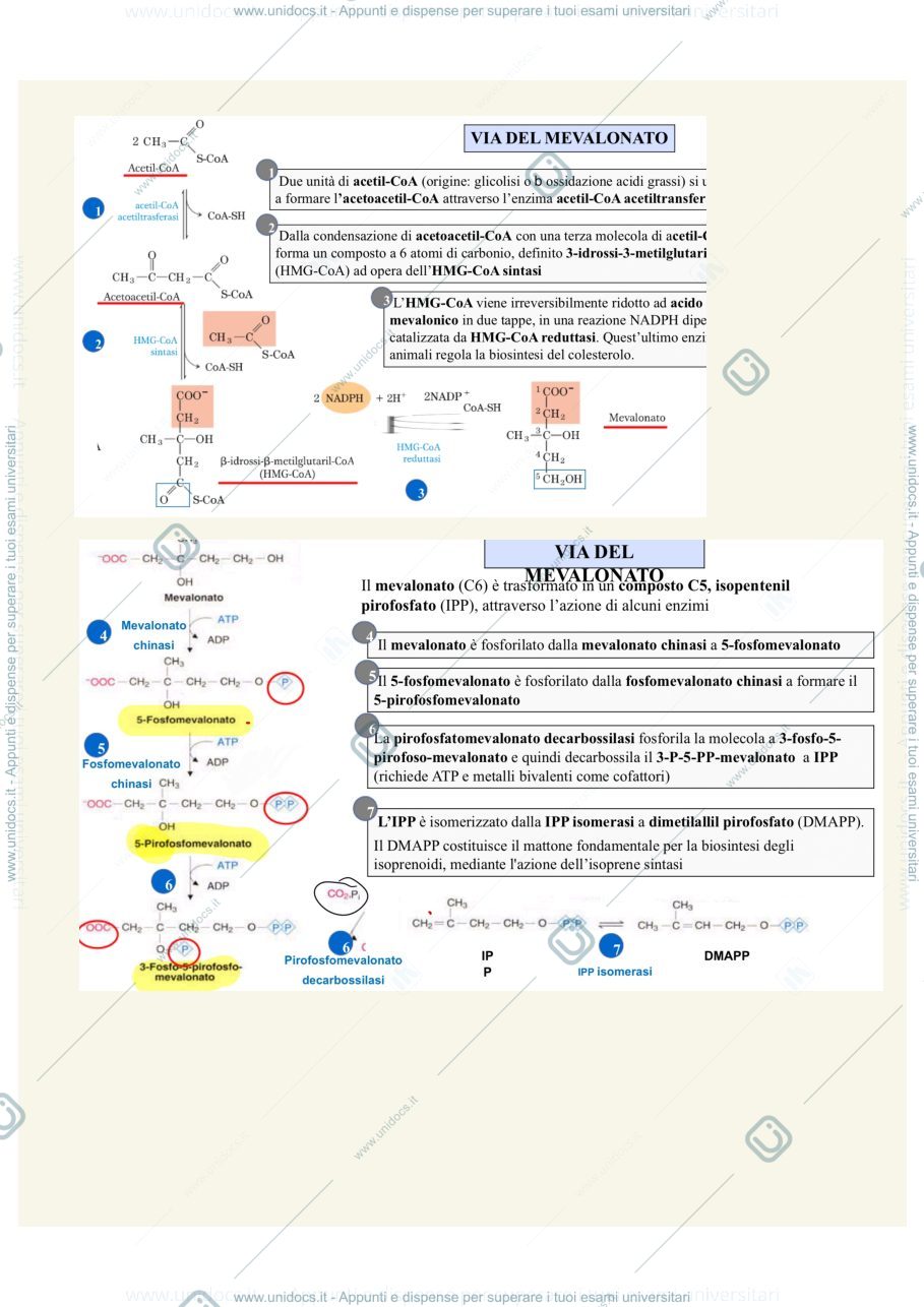 Anteprima pagina 1 — Appunti slide