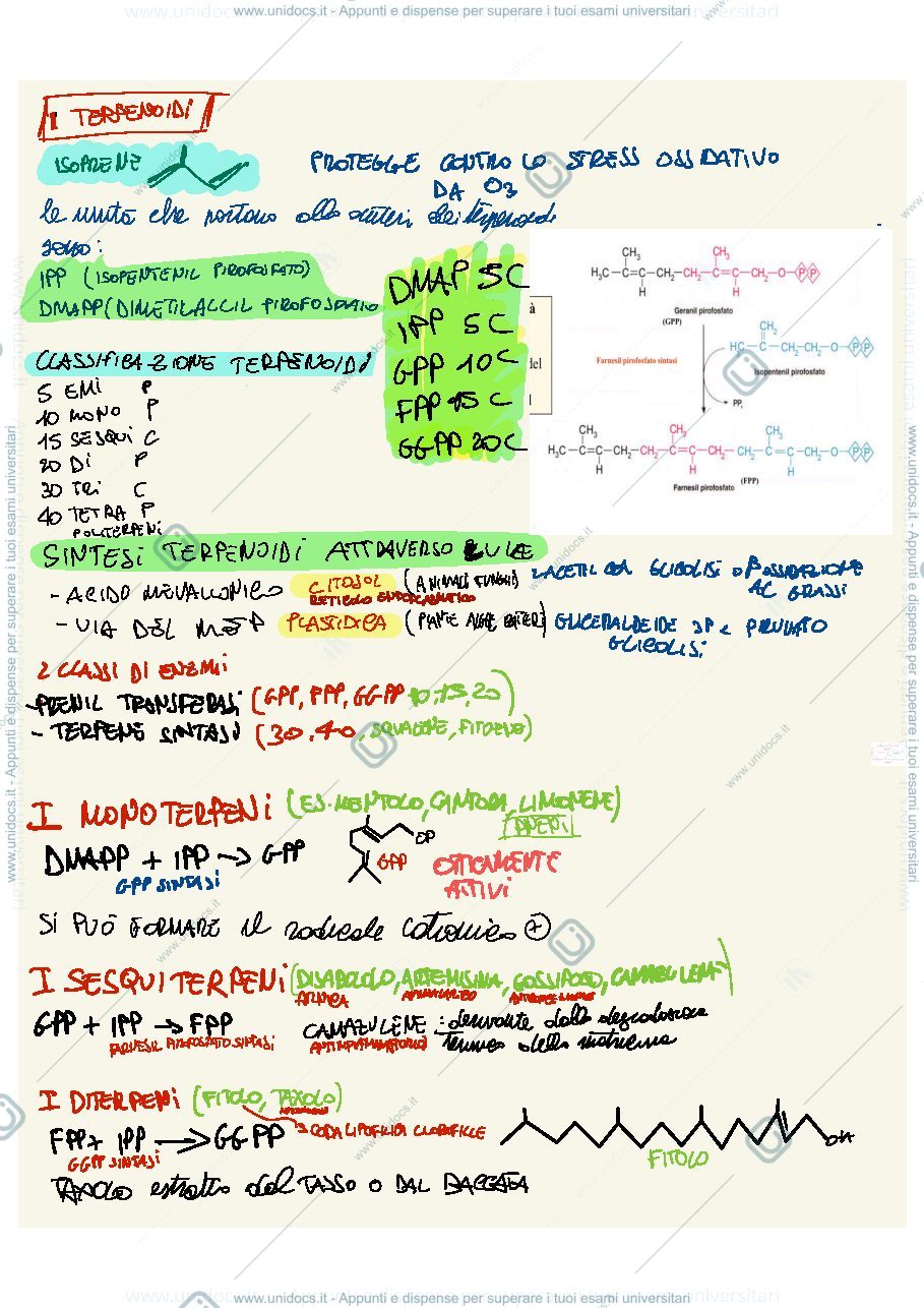 Anteprima pagina 2 — Appunti slide