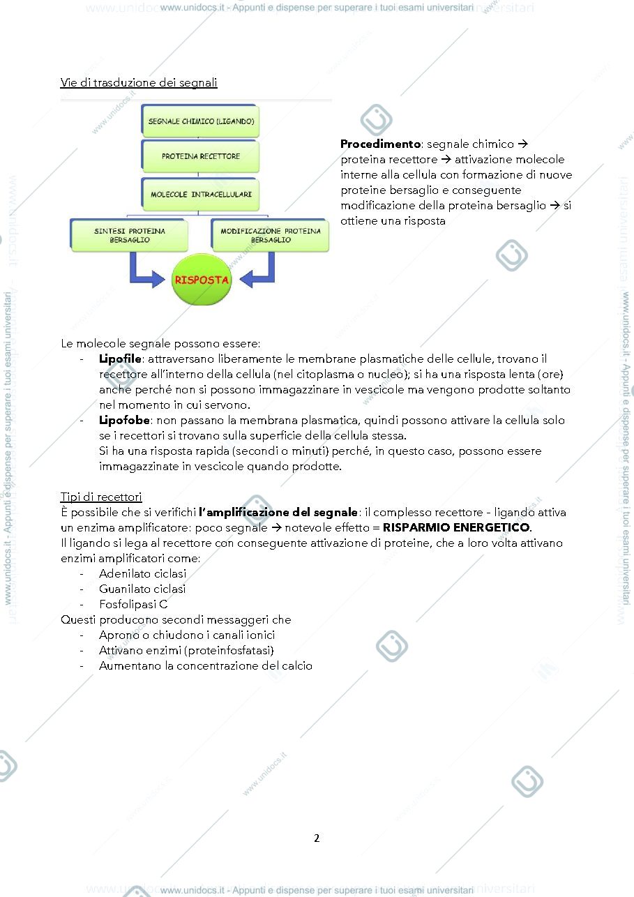 Anteprima pagina 2 — Endocrinologia