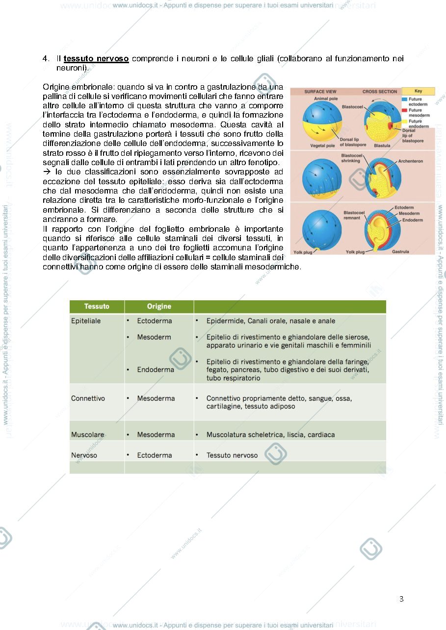 Anteprima pagina 3 — istologia
