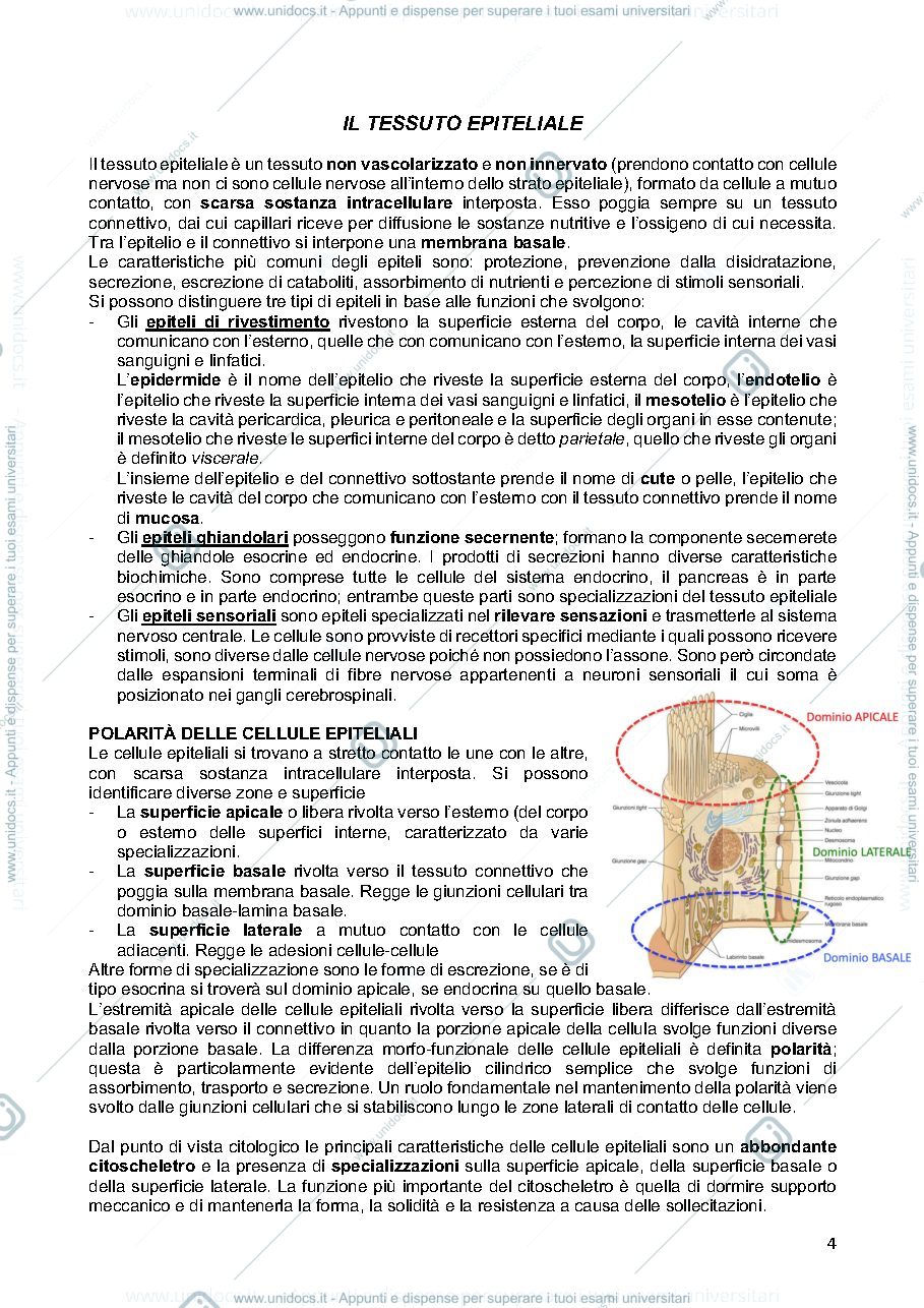 Anteprima pagina 4 — istologia