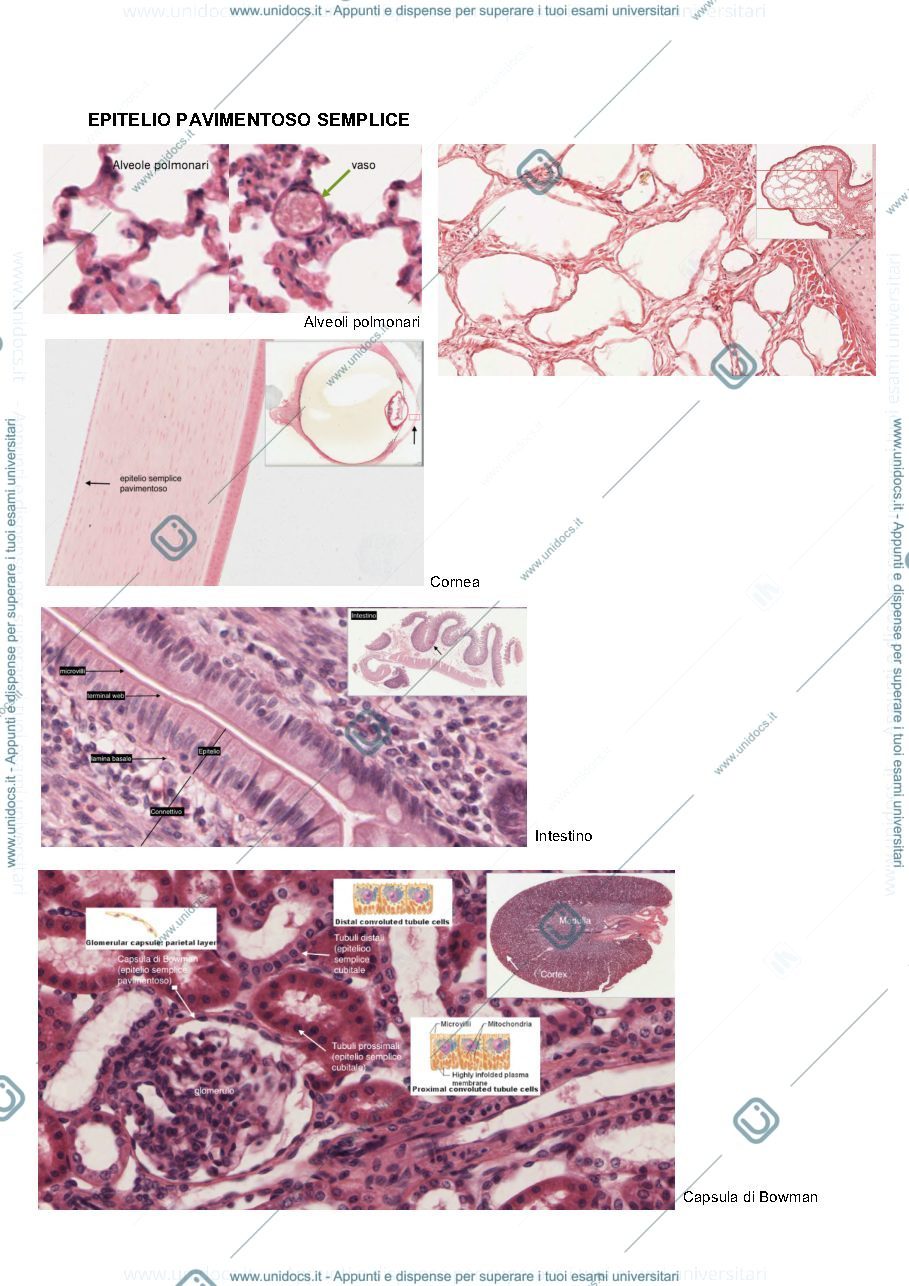 Anteprima pagina 1 — immagini per istologia 