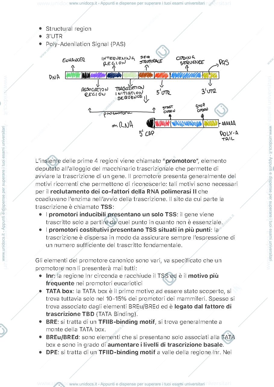 Anteprima pagina 2 — Controllo Epigenetico dell'Espressione Genica 
