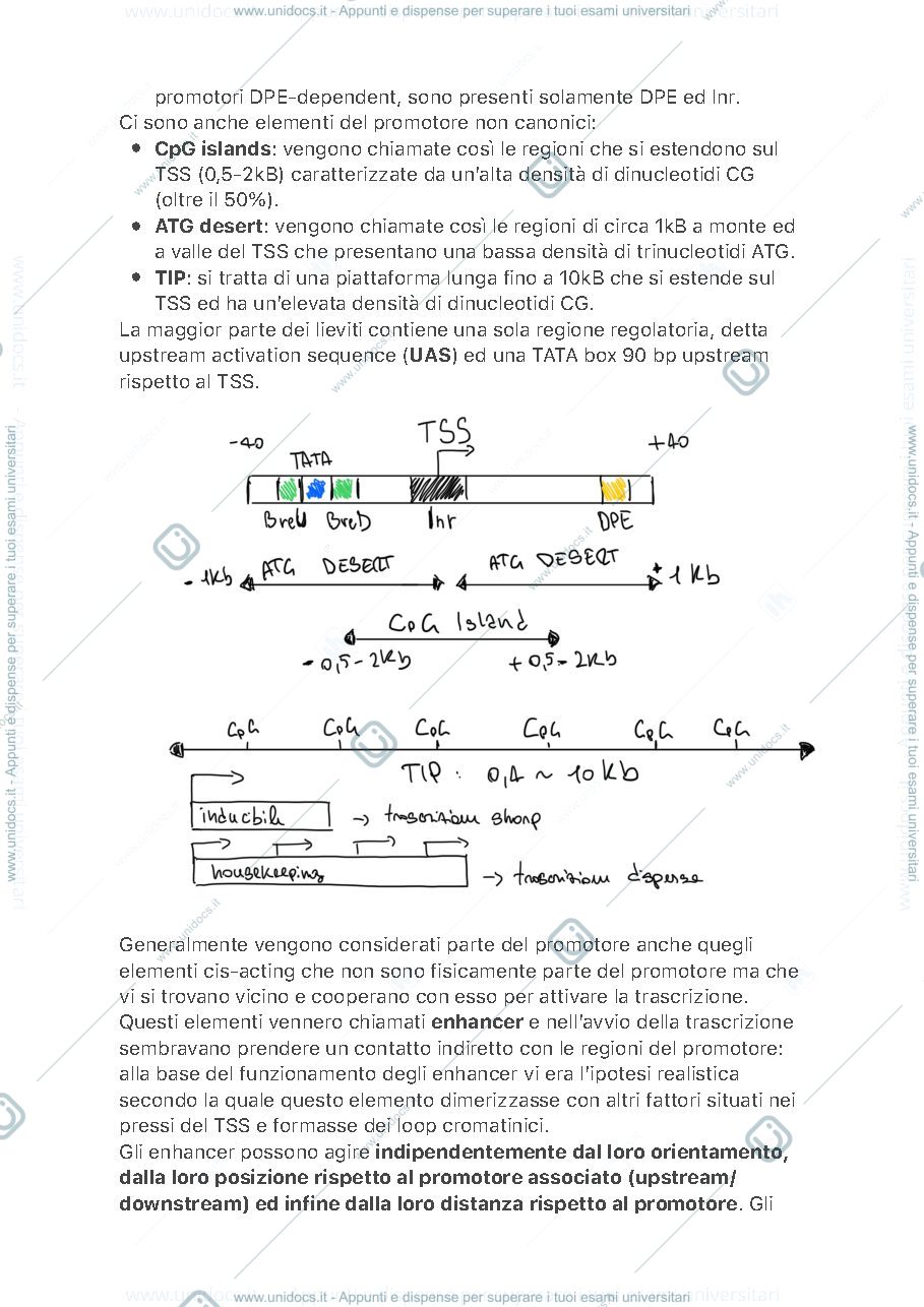 Anteprima pagina 3 — Controllo Epigenetico dell'Espressione Genica 