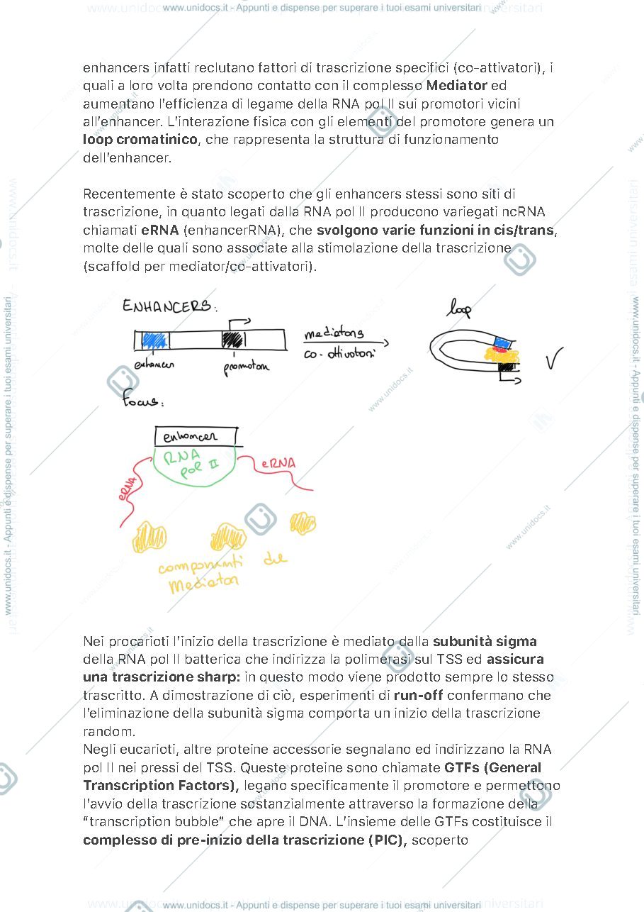 Anteprima pagina 4 — Controllo Epigenetico dell'Espressione Genica 