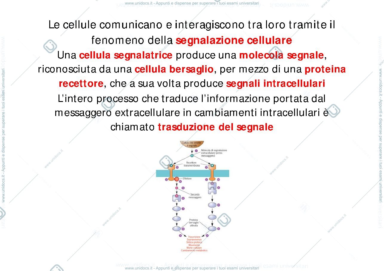Anteprima pagina 2 — Meccanismo di trasduzione del segnale