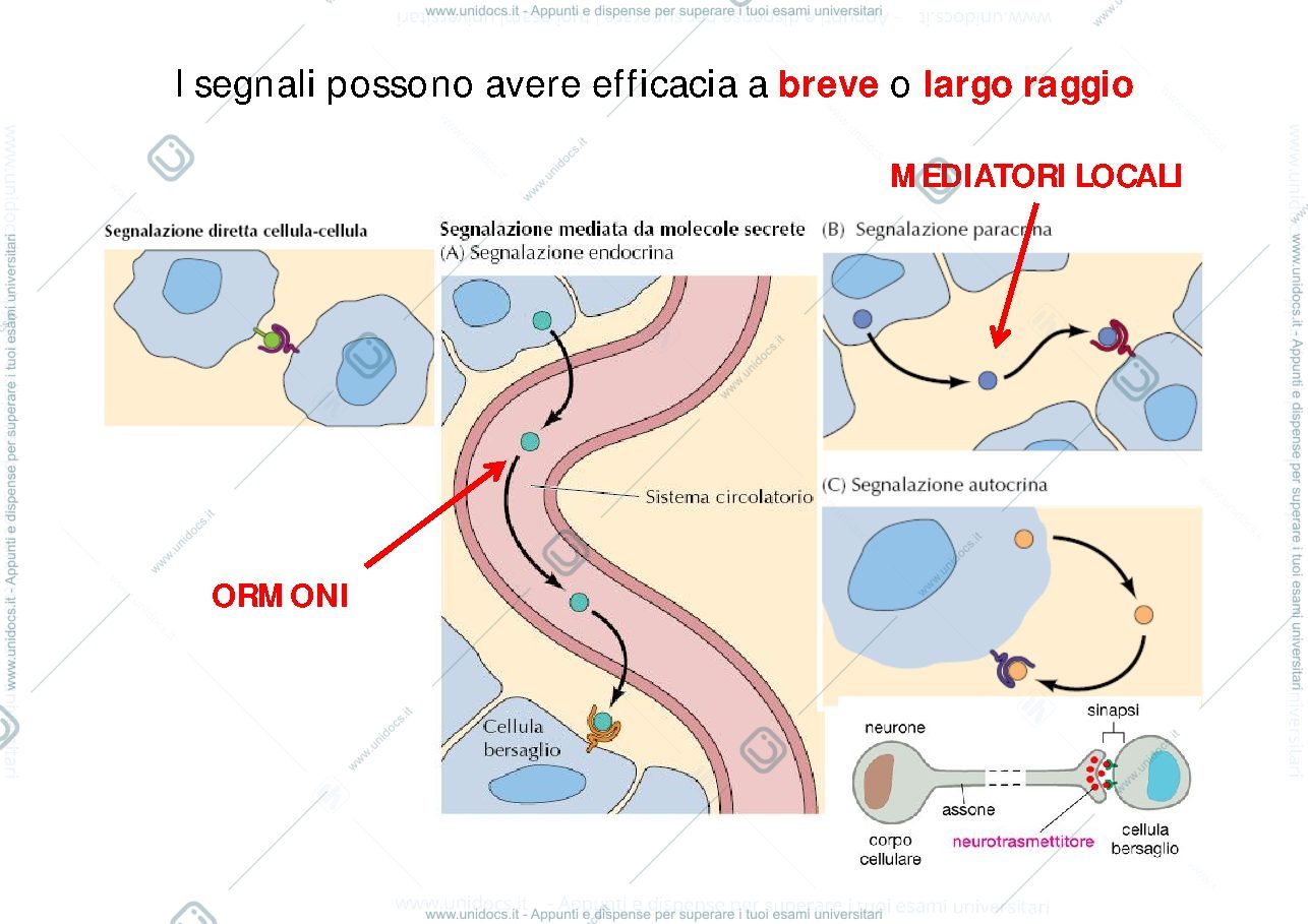 Anteprima pagina 3 — Meccanismo di trasduzione del segnale