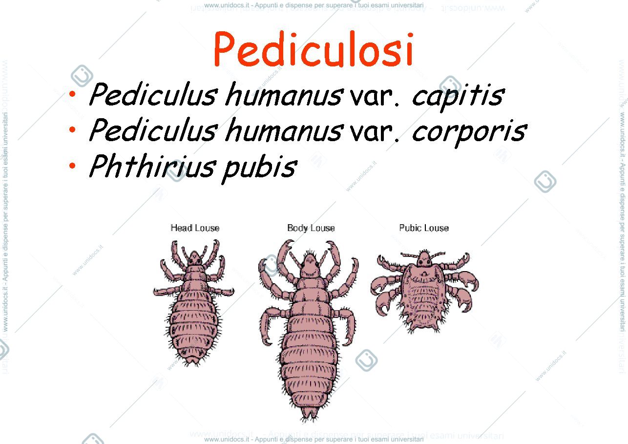 Anteprima pagina 1 — PEDICULOSI