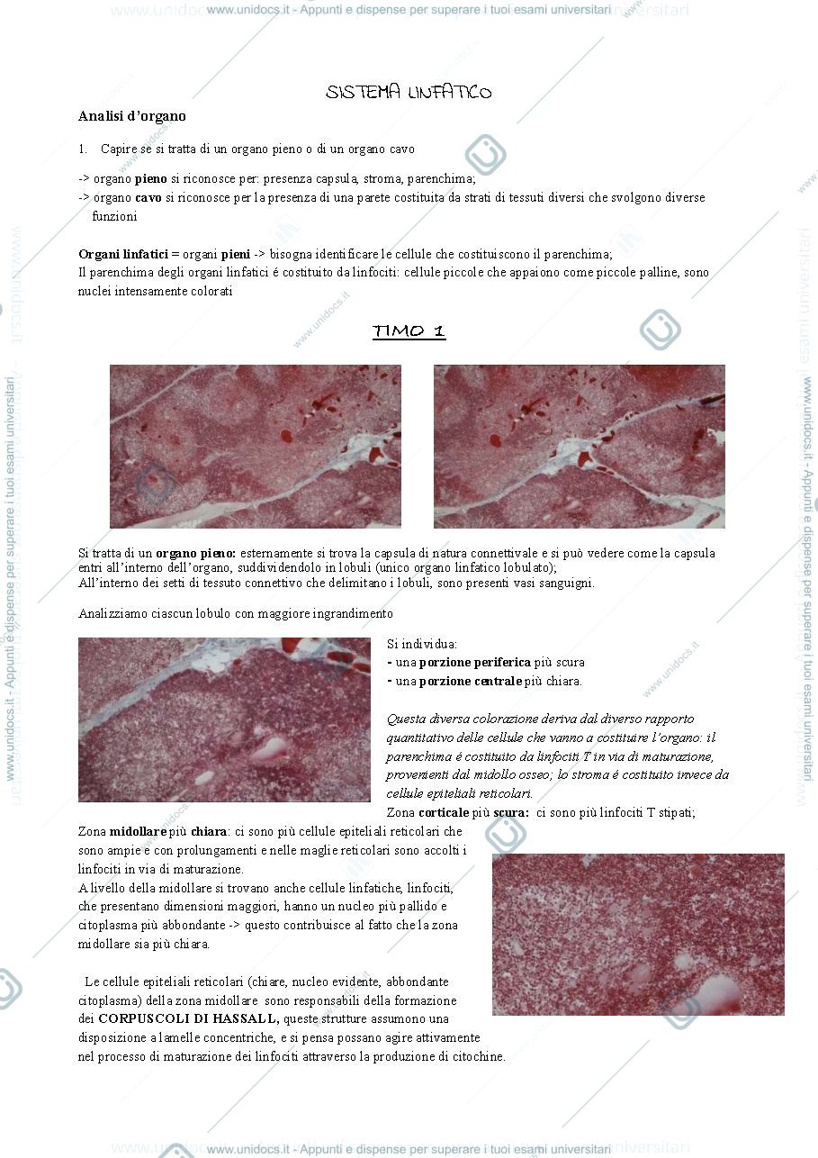 Anteprima pagina 1 — Hystology 