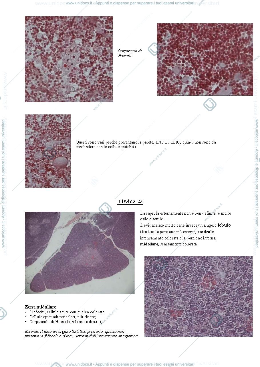 Anteprima pagina 2 — Hystology 