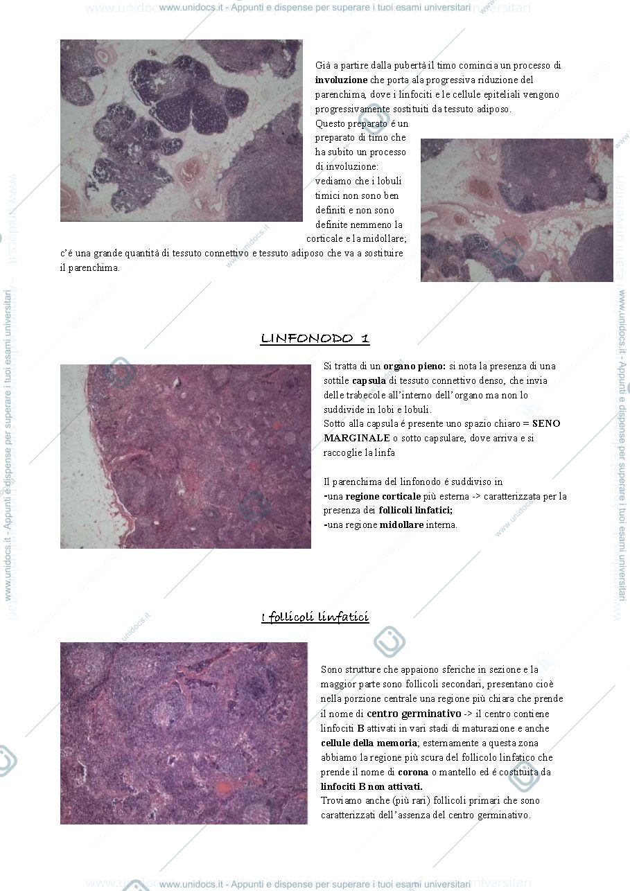 Anteprima pagina 3 — Hystology 