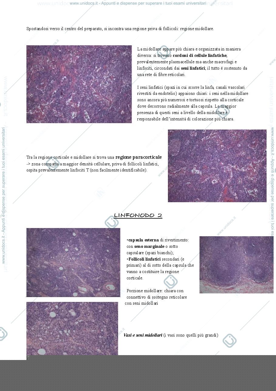 Anteprima pagina 4 — Hystology 