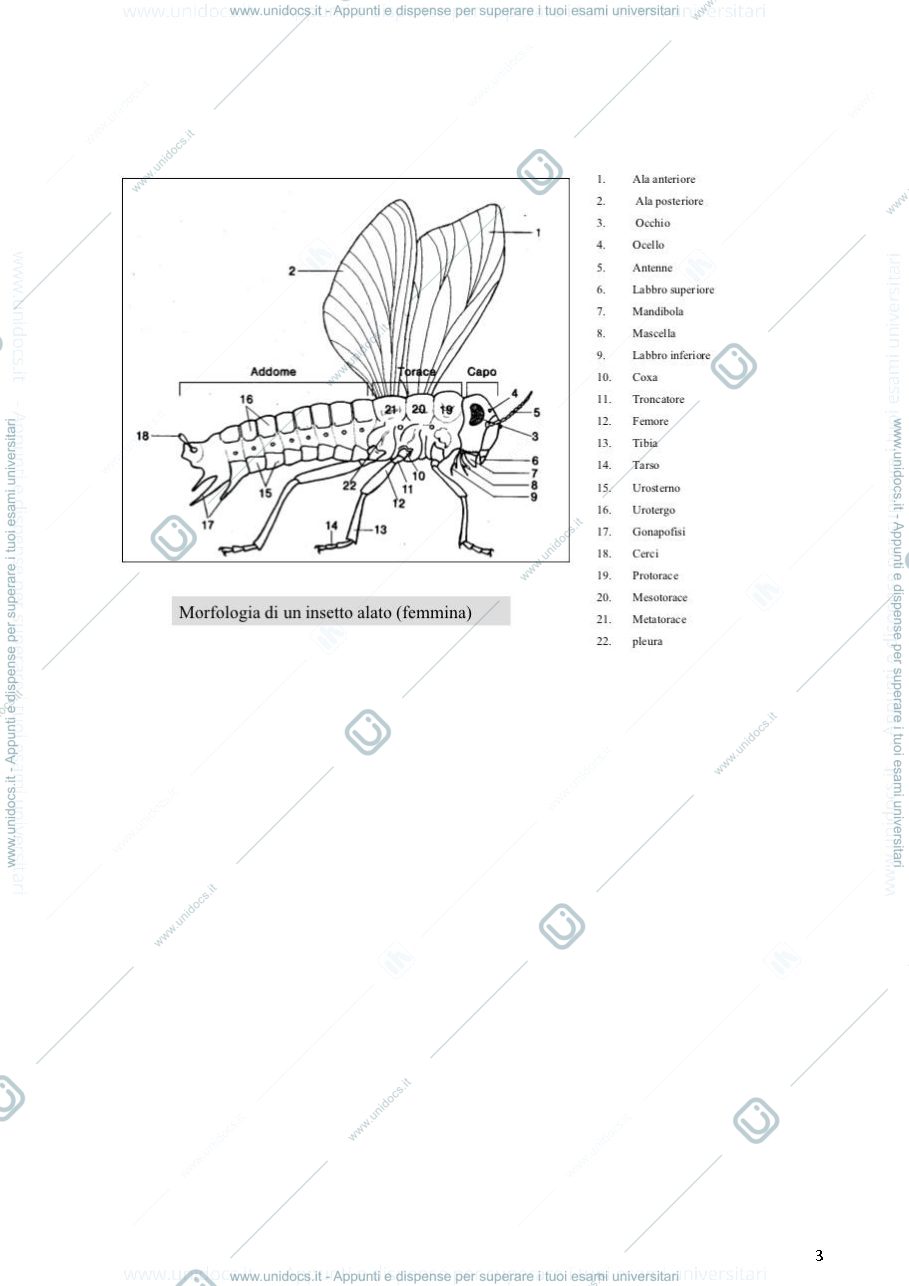 Anteprima pagina 3 — entomologia