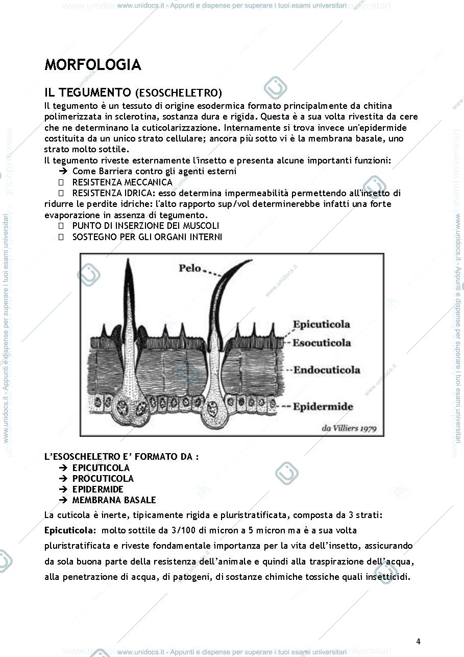 Anteprima pagina 4 — entomologia