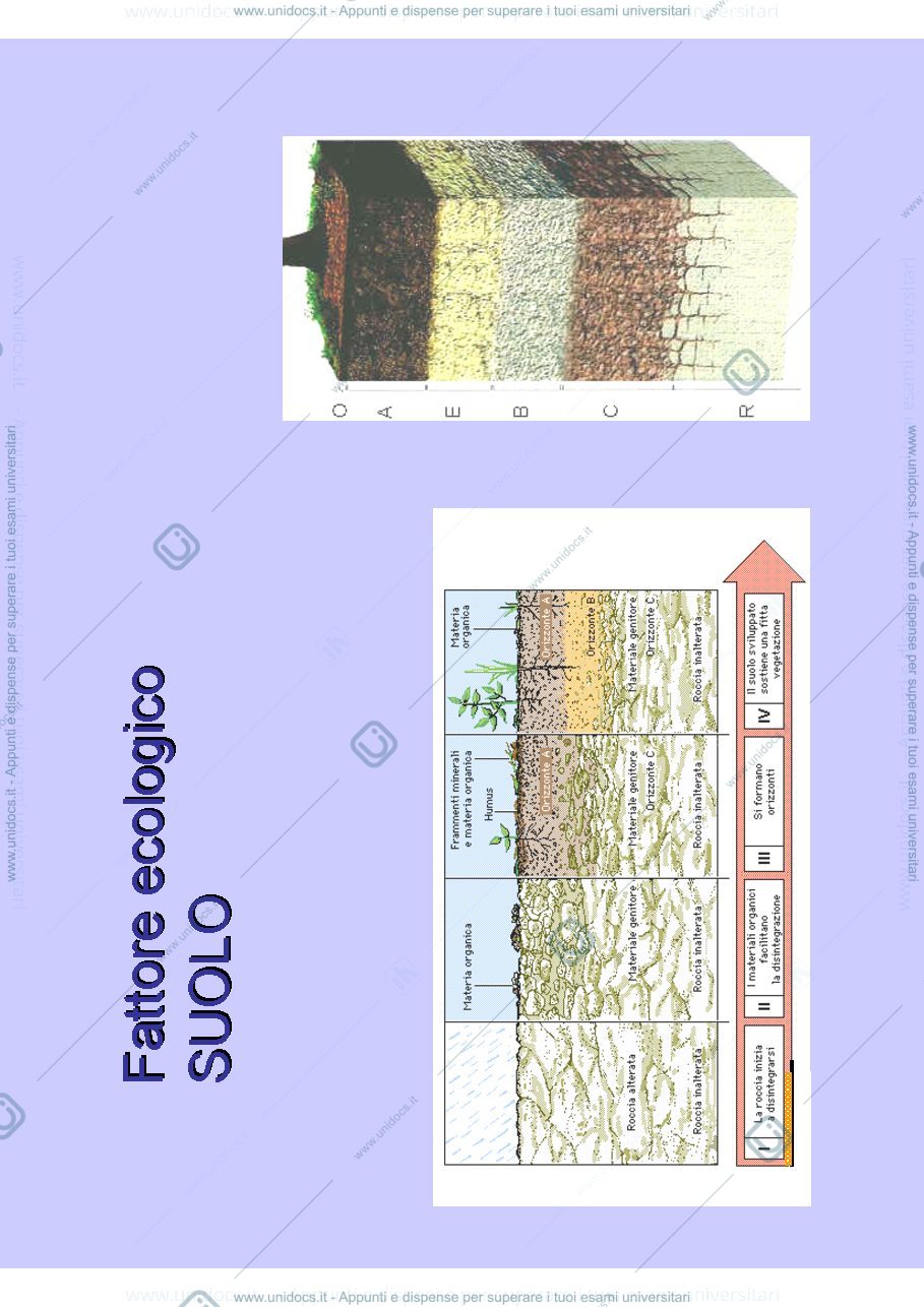 Anteprima pagina 1 — ecologia vegetale