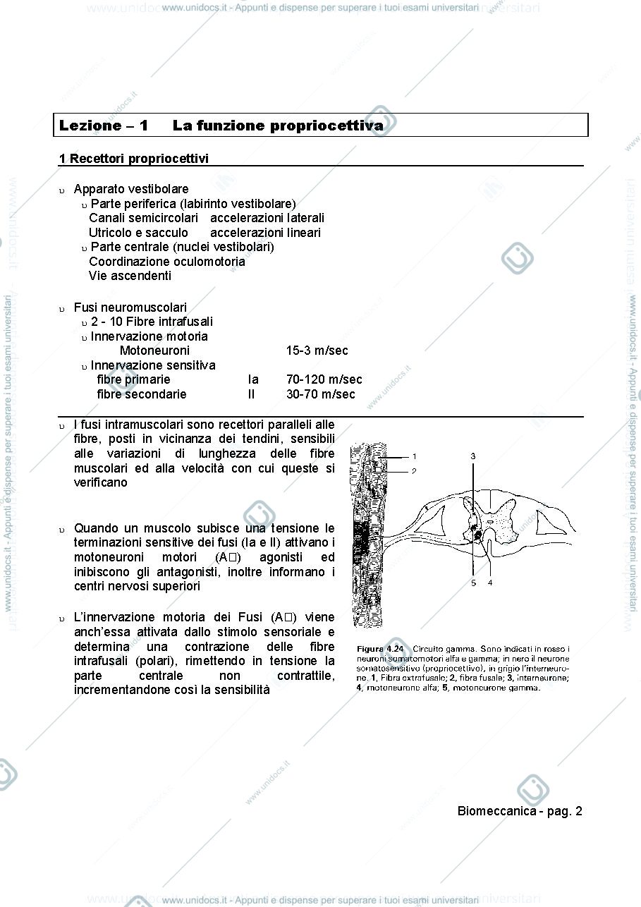 Anteprima pagina 2 — BIOMECCANICA