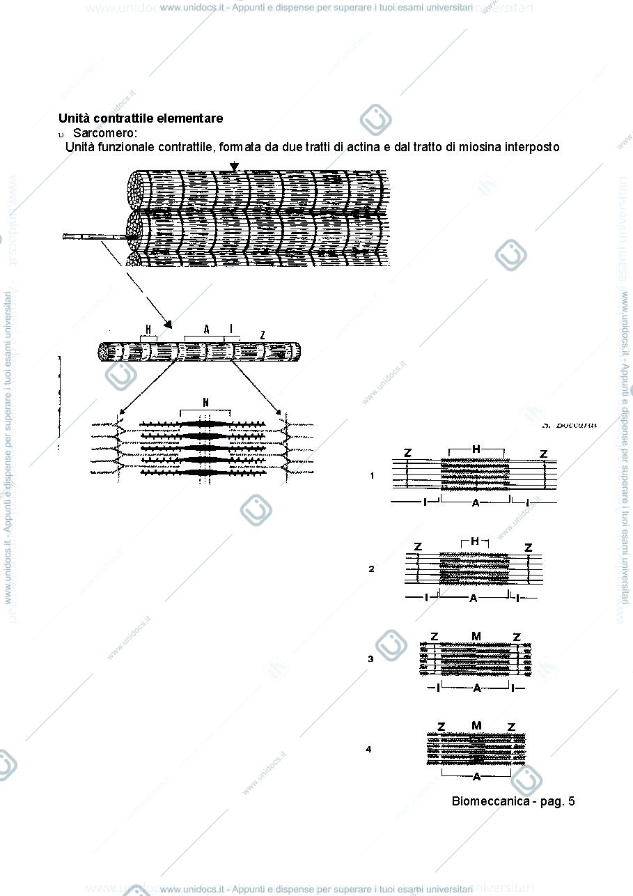 Anteprima pagina 5 — BIOMECCANICA