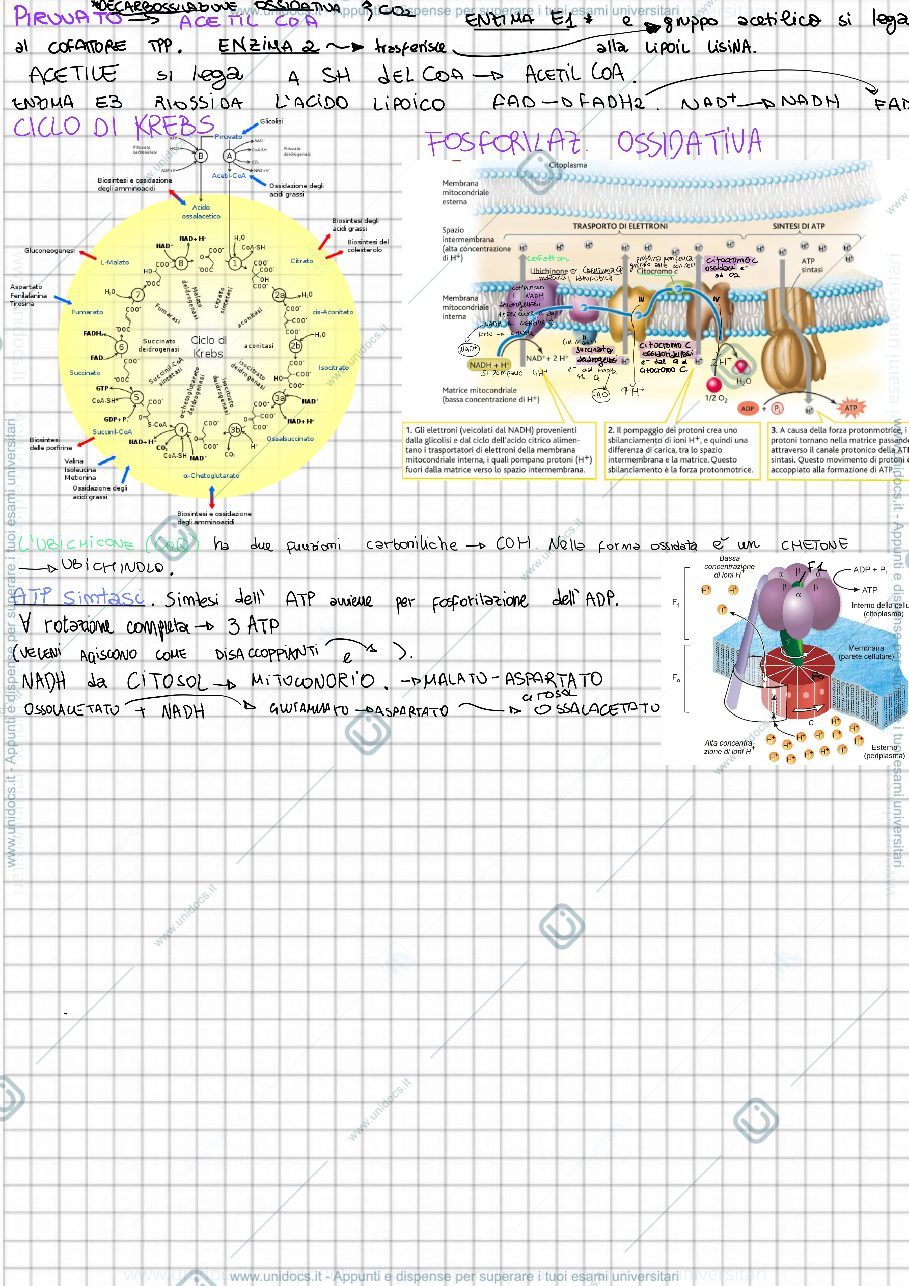 Anteprima pagina 2 — Biochimica
