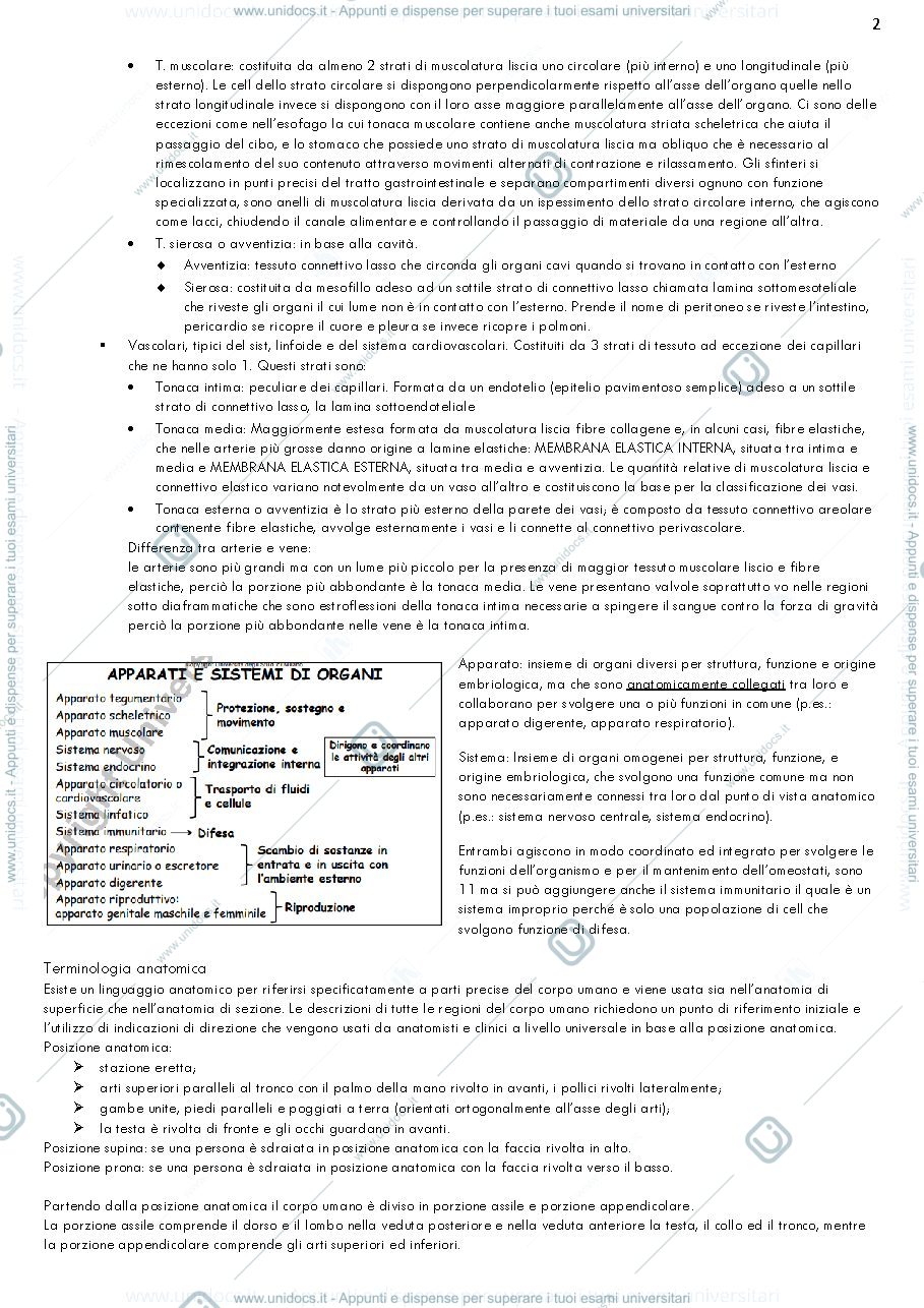 Anteprima pagina 2 — Anatomia umana