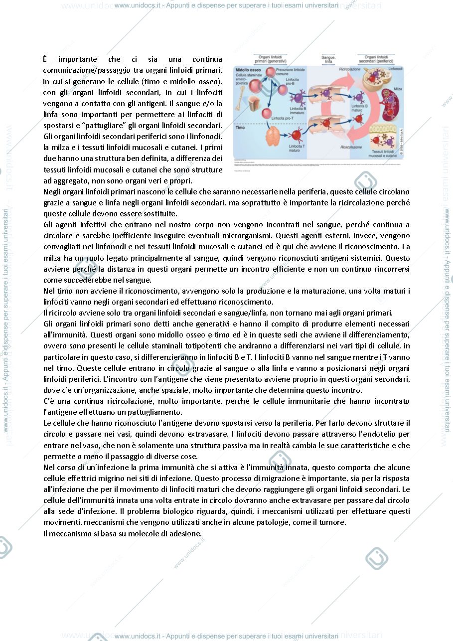 Anteprima pagina 3 — Appunti immunologia