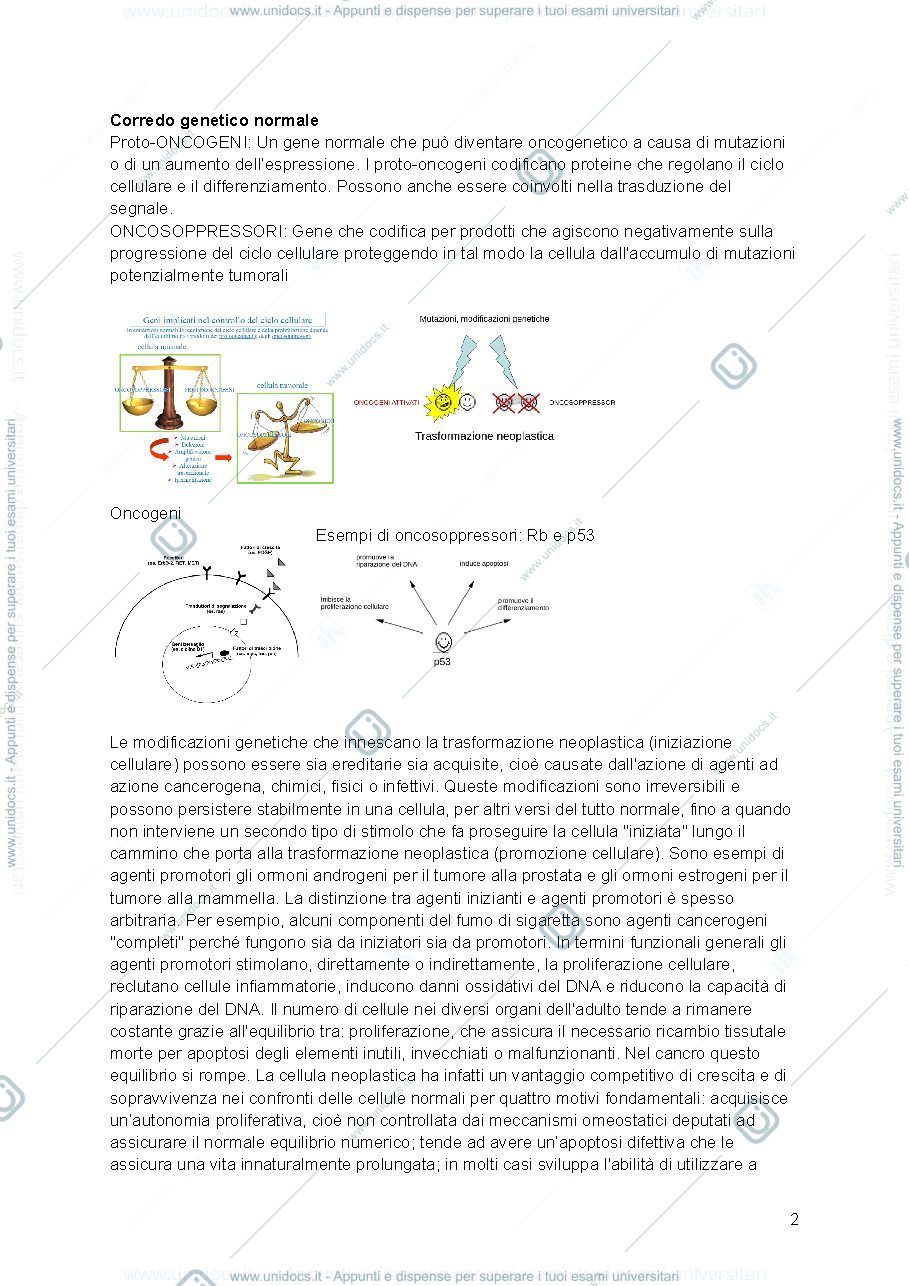 Anteprima pagina 2 — Slide Oncologia 