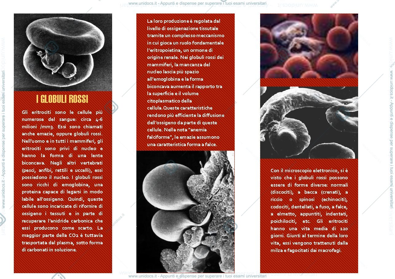 Anteprima pagina 1 — Globuli rossi