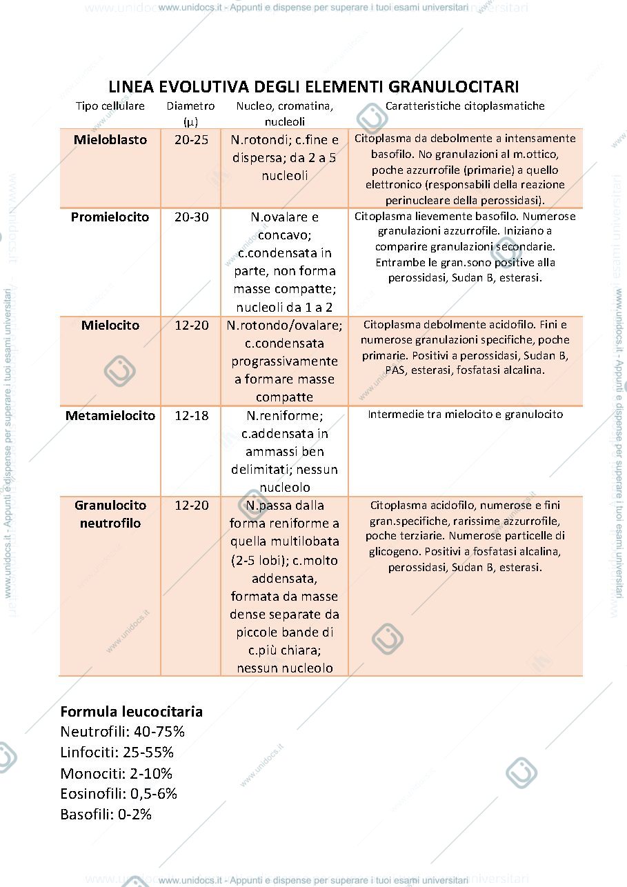 Anteprima pagina 1 — linea evolutiva degli elementi granulocitari