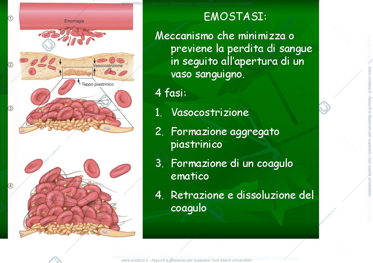 Anteprima pagina 3 — piastrine