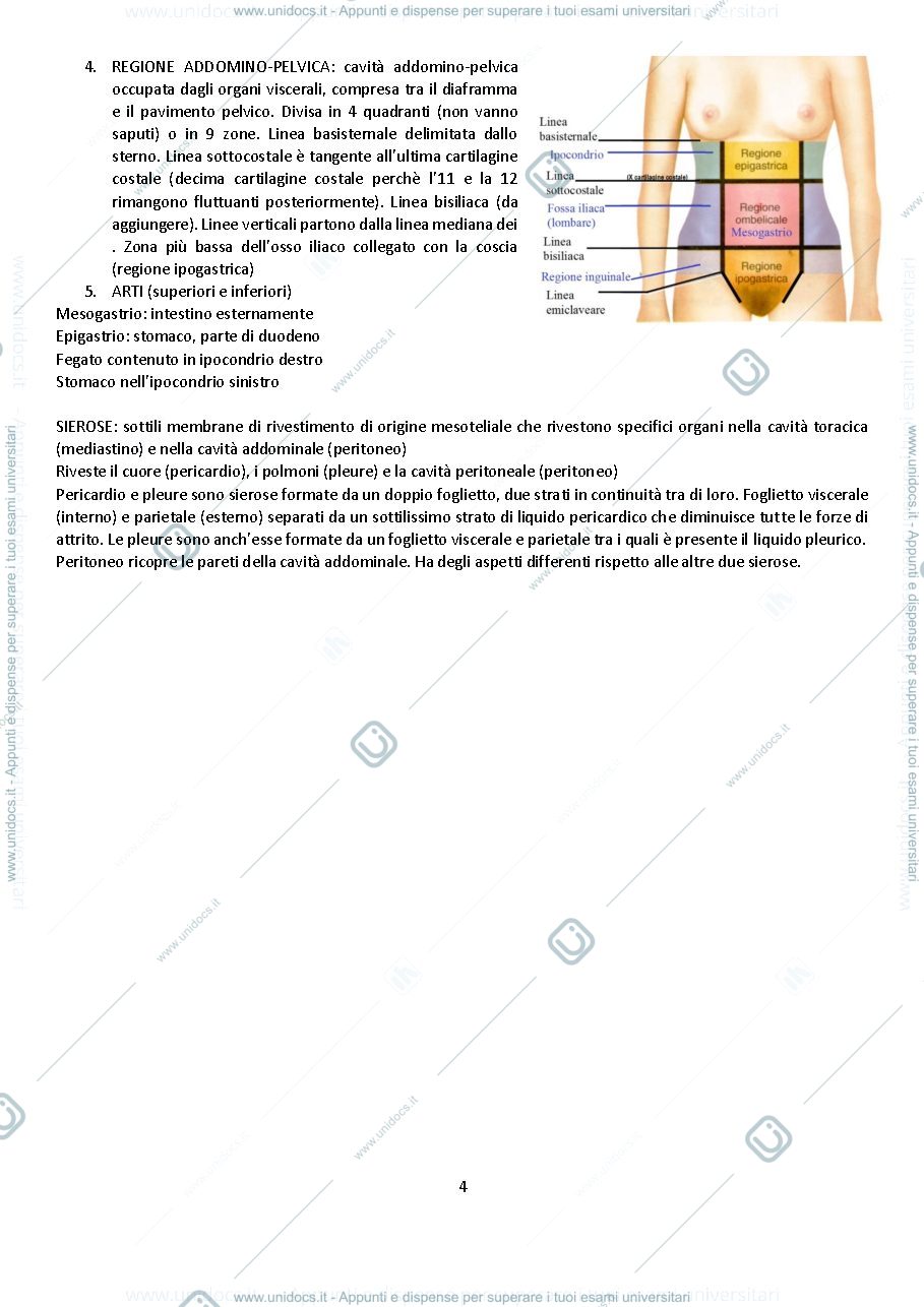 Anteprima pagina 4 — Sbobine Anatomia Umana
