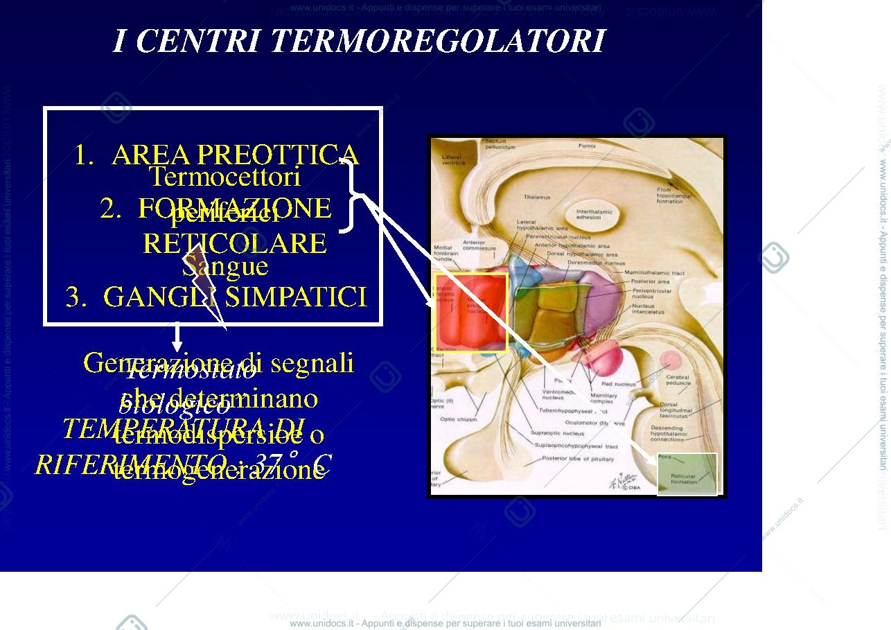 Anteprima pagina 3 — Febbre