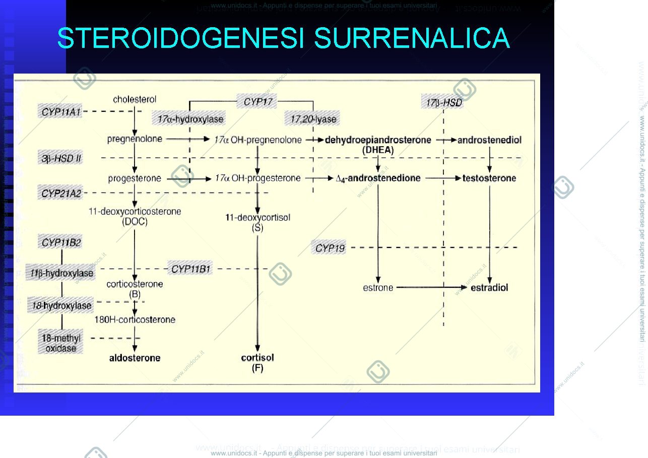 Anteprima pagina 2 — surrene 