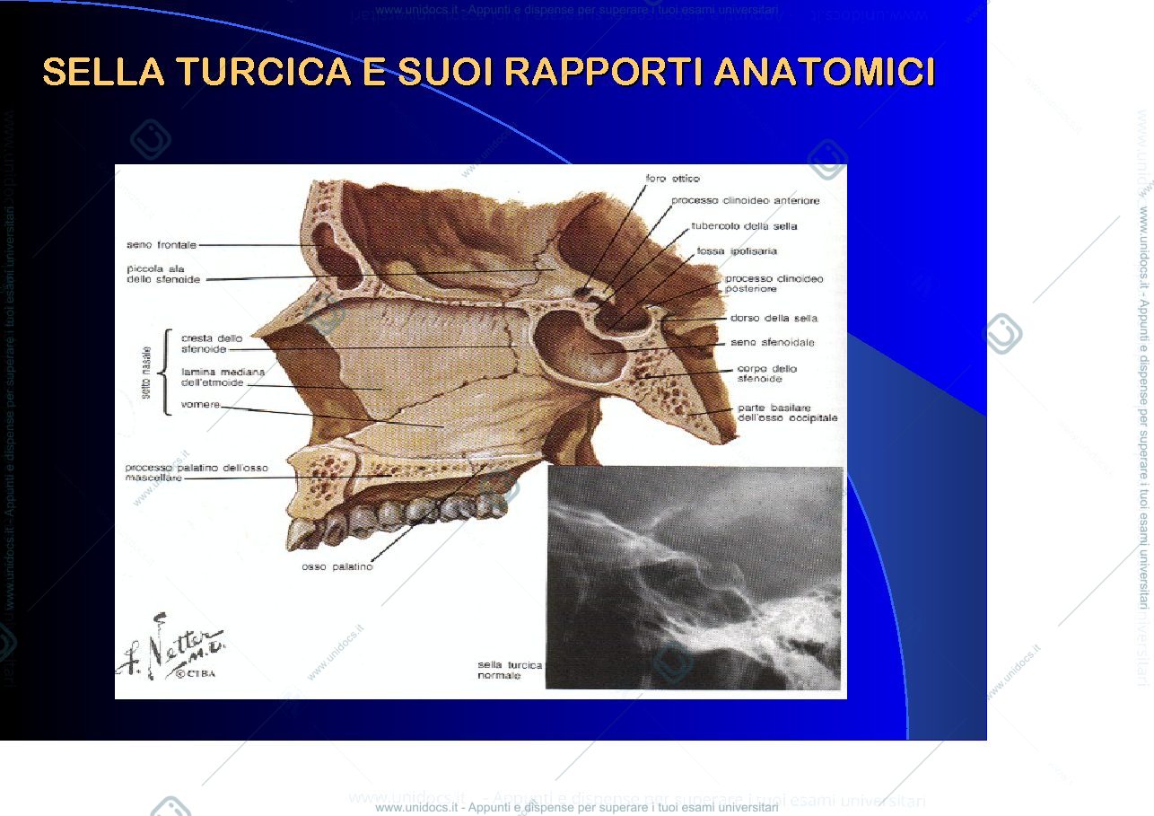 Anteprima pagina 1 — Ipofisi 